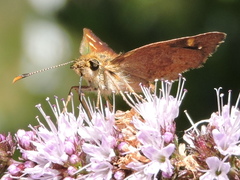 Butleria bissexguttatus