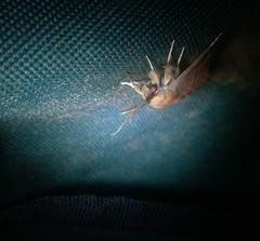 Eulepidotinae