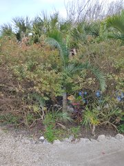 Pseudophoenix sargentii