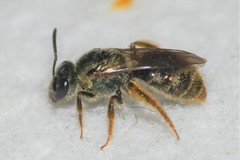 Lasioglossum bruneri