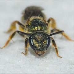 Lasioglossum bruneri