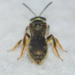Lasioglossum bruneri