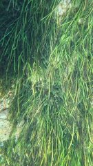 Sagittaria kurziana