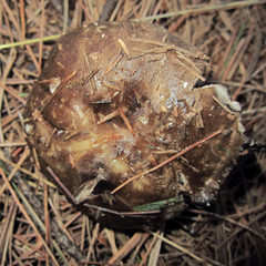 Russula adusta