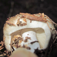 Russula adusta