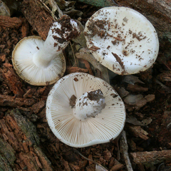 Russula albidula