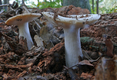 Russula albidula