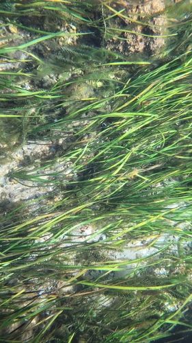 Image of Sagittaria kurziana by (c) Court Harding, some rights reserved (CC BY)