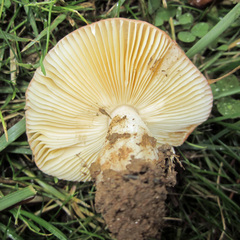 Russula cessans