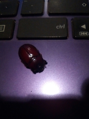 Oxygrylius ruginasus