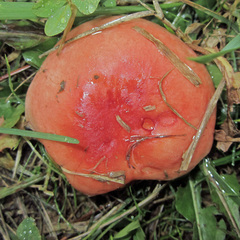 Russula cessans