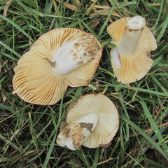 Russula cessans