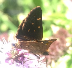 Butleria bissexguttatus