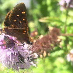 Butleria bissexguttatus