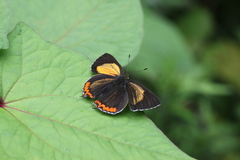 Heliophorus brahma