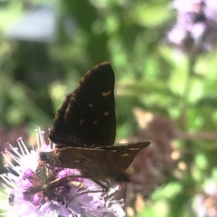 Butleria bissexguttatus