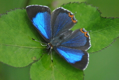 Heliophorus saphir