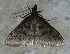 Steniini