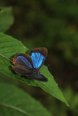 Heliophorus saphir