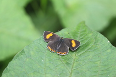Heliophorus saphir