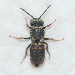 Triepeolus cressonii