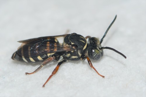 Cuckoo bee