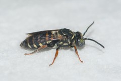 Triepeolus cressonii