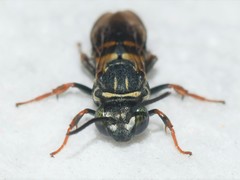 Triepeolus cressonii