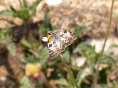 Chiomara asychis autander