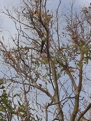 Polytelis alexandrae