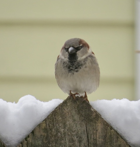 House Sparrow photographed in New Jersey