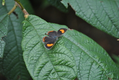 Heliophorus brahma