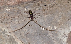 Ambonus distinctus