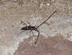 Ambonus distinctus