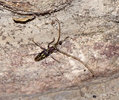 Ambonus distinctus