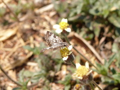 Chiomara asychis autander