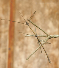 Phaenopharos