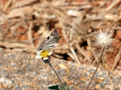 Chiomara asychis autander