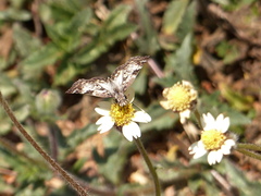 Chiomara asychis autander