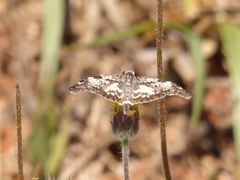 Chiomara asychis autander