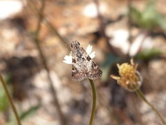Chiomara asychis autander
