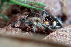 Traumatomutilla quadrum