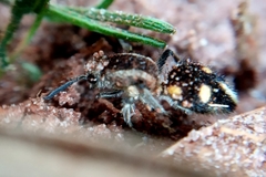 Traumatomutilla quadrum