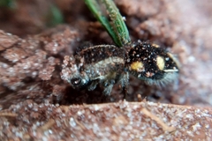 Traumatomutilla quadrum