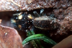 Traumatomutilla quadrum