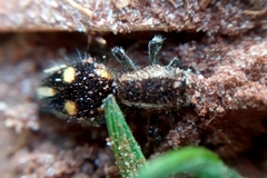 Traumatomutilla quadrum