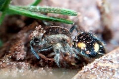 Traumatomutilla quadrum