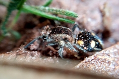 Traumatomutilla quadrum