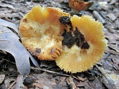 Russula earlei