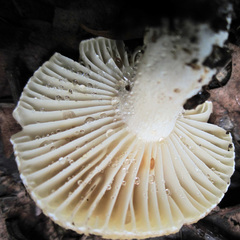 Russula earlei